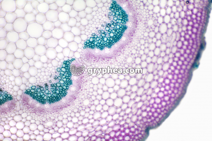 Pétiole de Lierre CT x40 - gryphea.com